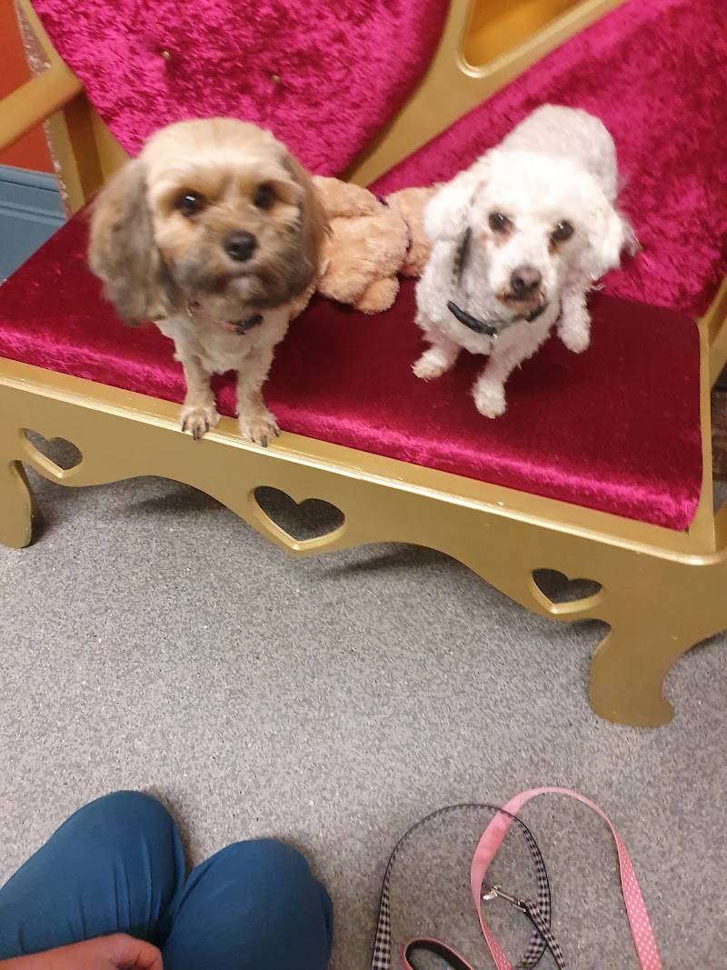 Pet Medical